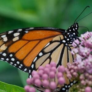 Meet your Posher, Stacey